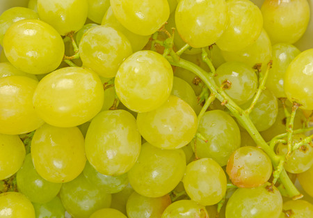 close-up of green organic grapes