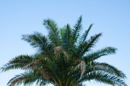top of palm tree against clear blue sky
