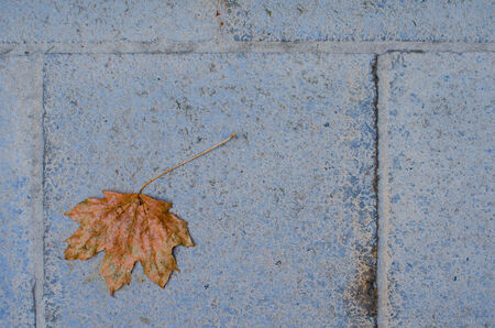 single autumn leaf on the ground