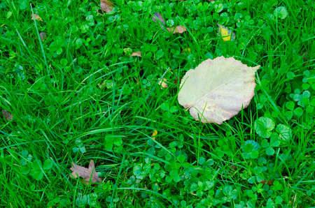 a single autumn leaf lying on grassの写真素材