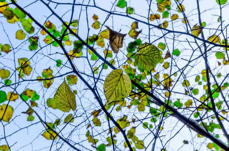 tree branches in front of a blue skyの写真素材