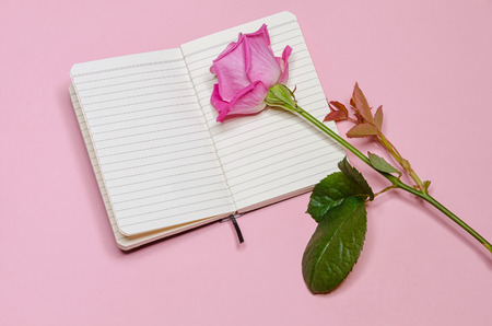 pink and lilac rose on a blank page of a notebookの写真素材