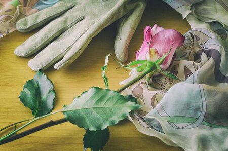 a delicate rose with a female gloveの写真素材