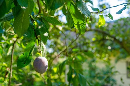 close-up of a single plum hanging from a tree in the sunlit gardenの写真素材