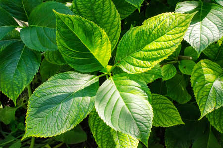 large green leaves sunlit in the gardenの写真素材
