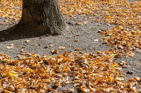 Yellow autumn foliage covering the ground in the park