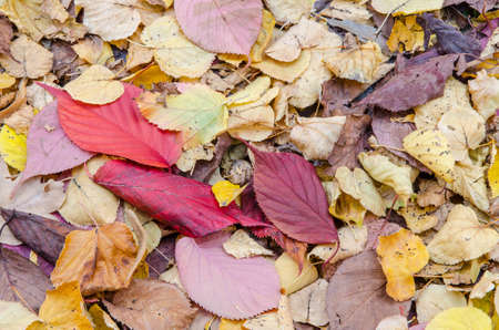 close-up of colorful autumn foliage on the ground on a sunny dayの写真素材