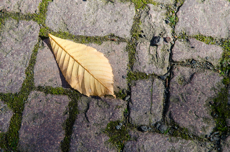 Single leaf lying on the stone pavement ground lit by the autumn sunの写真素材