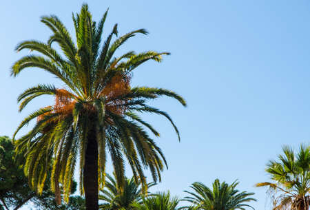 abundance of palm trees in front of a clear blue sky on a sunny day