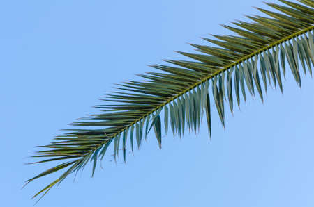 close-up of a single palm tree branch with spiked green leaves isolated on a clear blue sky backgroundの写真素材