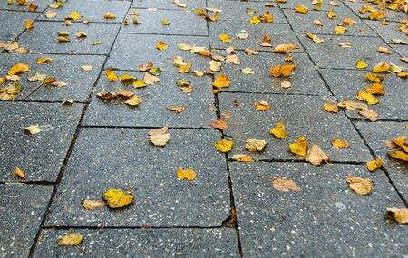 side view of yellow autumn leaves scattered over the stone pavement