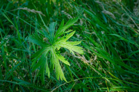 single plant illuminated by the sun light growing amidst ground grass