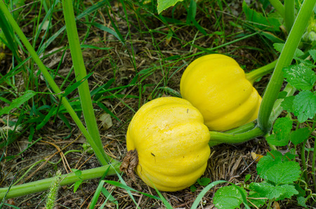 young yellow pumpkins growing on the garden soilの写真素材