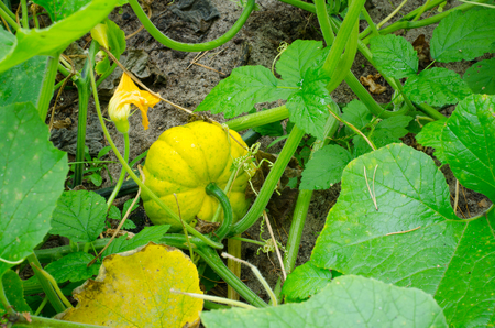 yellow pumpkin fruit on garden soil showing through the leaves of its plantの写真素材