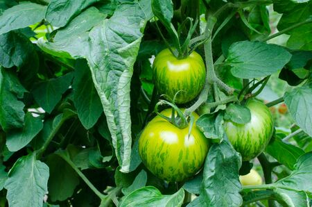 cluster of green zebra tomato fruits on a vineの写真素材