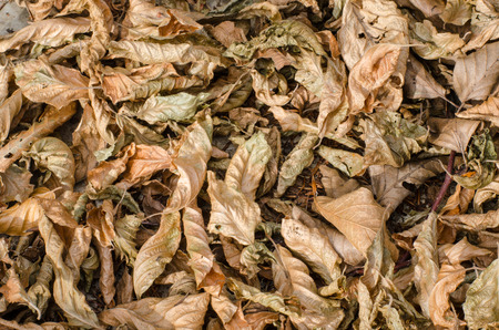 background of dry fallen autumn leavesの写真素材
