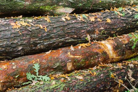 autumn leaves on tree logs