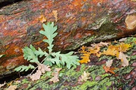 closeup of fallen autumn leaves on wood logs