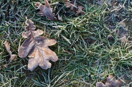 frozen leaf on frostbitten grass in winter
