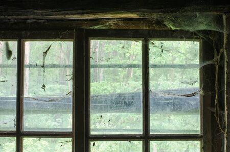 view to the forest outside through the old window covered with spider's web