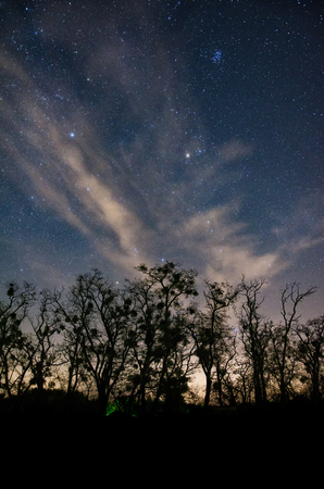 Constellation of Taurus rising above silhouettes of large old trees just after sunset with clouds enriching this picturesque sceneの写真素材