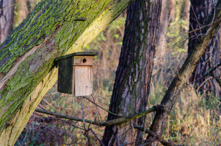 a self made nesting box hanging on the sunlit morning at the end of autumn in preparation of the...