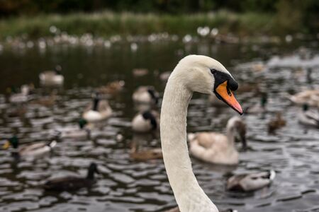 Swan portrait on lake. Swan is swimming in the lake of Coventry park, UKの写真素材