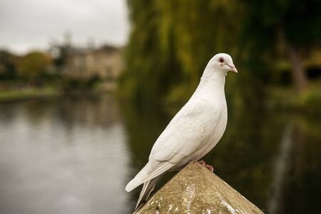 A white pigeon portrait on the park in UKの写真素材