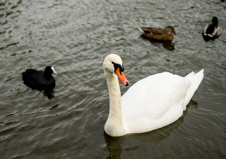 Swan is swimming in the lake of Coventry park, United Kingdomの写真素材