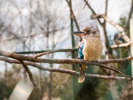 Blue-winged kookaburra bird