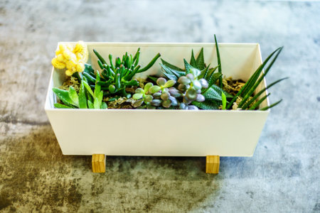 Plant on flowerpot used for interior decorationの写真素材