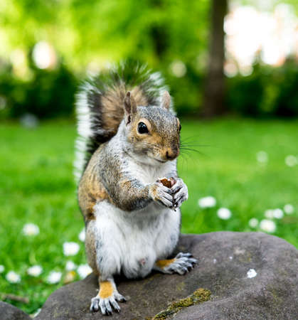squirrel portraitの写真素材
