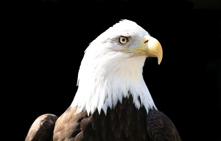 Bald eagle over black