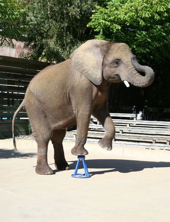 Elephant doing a trick at the zooの写真素材