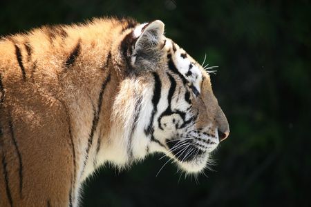 Profile of a tiger