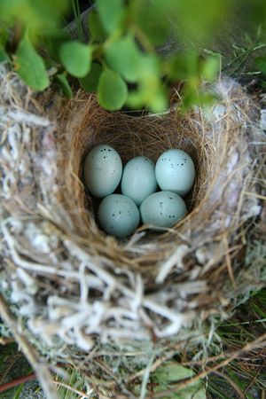 A real birds nest with eggs in a tree (Narrow Focus on Eggs)