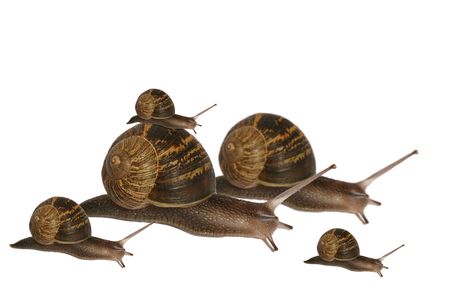 A family of snails travelling to their destinationの写真素材