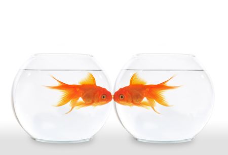 Two goldfish kissing while swimming in the waterの写真素材