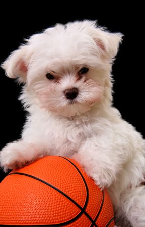 A small cute dog playing basketball over a black backgroundの写真素材