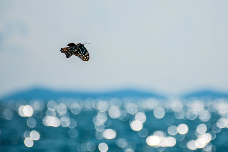 A butterfly flying above the seaの写真素材