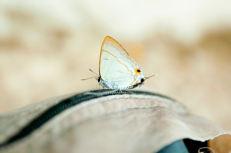 Little life, Butterfly at Dinsor mountain, Thailandの写真素材
