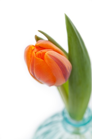 Single orange tulip in vase on white backgroundの写真素材