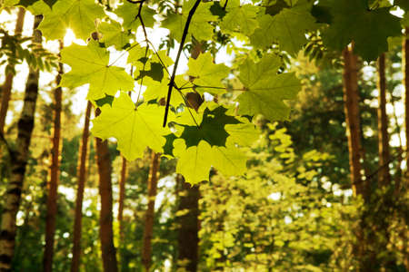 Green marple leaves backgroundの写真素材