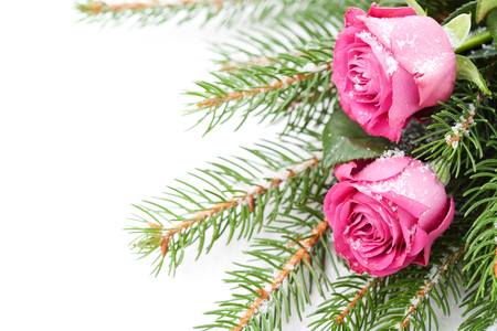 Pink roses and christmas tree branches on white backgroundの写真素材