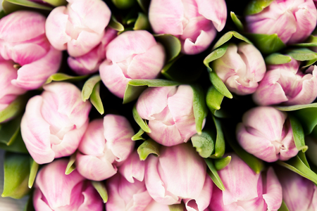 Close up of bunch of pink tulpis, tonedの写真素材