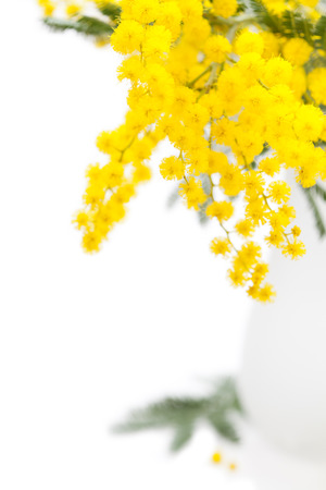 Spring flowers: mimosa on white backgroundの写真素材