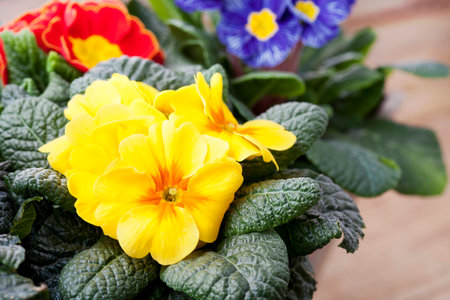 Spring flowers, colorful primulasの写真素材