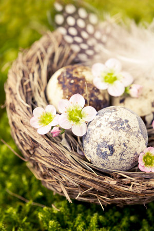 Easter concept: nest with quail eggs and flowersの写真素材
