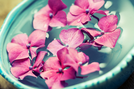 Bowl of water with pink hydrangeas. Spa conceptの写真素材
