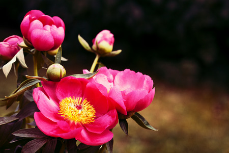 Bouquet of beautiful pink peonies, tonedの写真素材